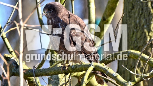 Mäusebussard (10).jpg